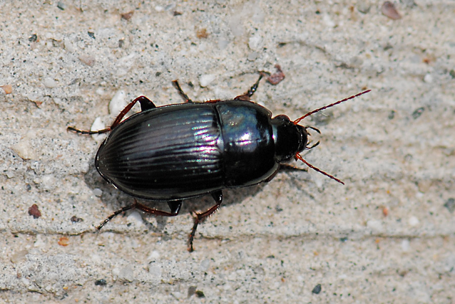 Carabidae antenne e tibie rossastre: Amara, cfr nitida